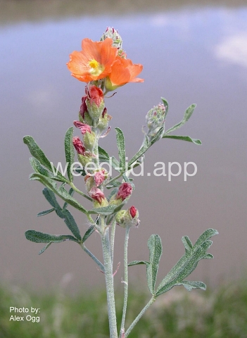 globemallow